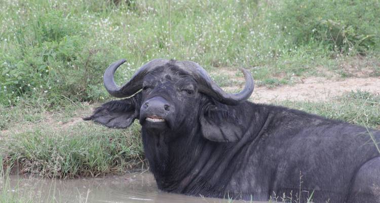 9 days Wildlife & Gorilla Trekking Holiday - Primate World Safaris (U) Ltd 9
