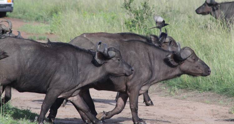 9 days Wildlife & Gorilla Trekking Holiday - Primate World Safaris (U) Ltd 10