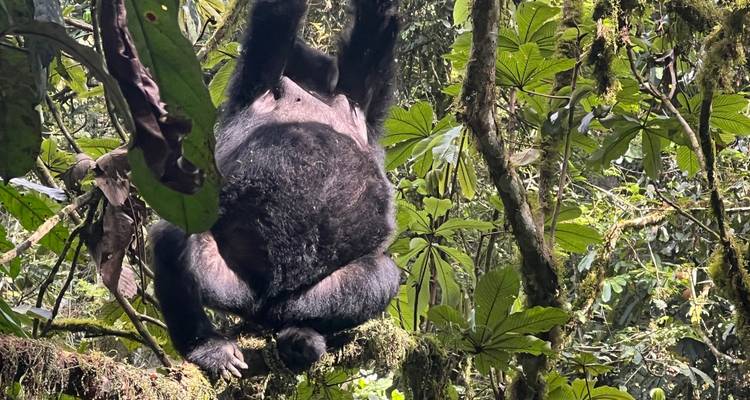 8 days Uganda & Rwanda Activity Holiday - Primate World Safaris (U) Ltd 3