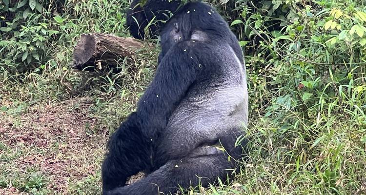 8 days Uganda & Rwanda Activity Holiday - Primate World Safaris (U) Ltd 4
