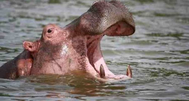 Gorilles et parcs animaliers - Absolute Africa 2