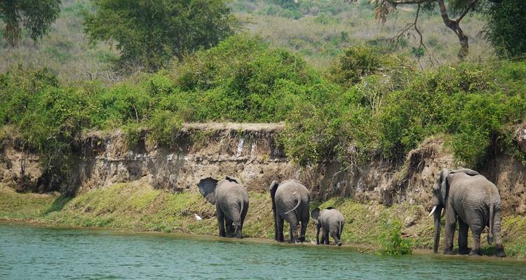 Gorilles et parcs animaliers - Absolute Africa 4