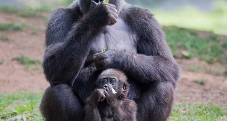 Gorilles et parcs animaliers - Absolute Africa 6