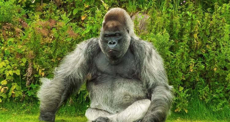 Gorilles et parcs animaliers - Absolute Africa 9