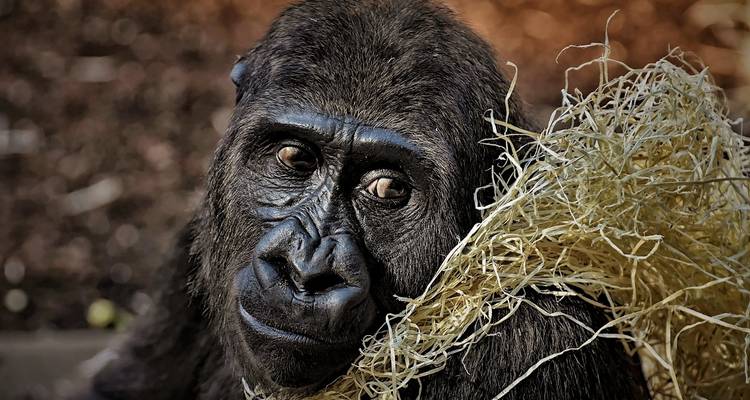 Gorilles et parcs animaliers - Absolute Africa 8