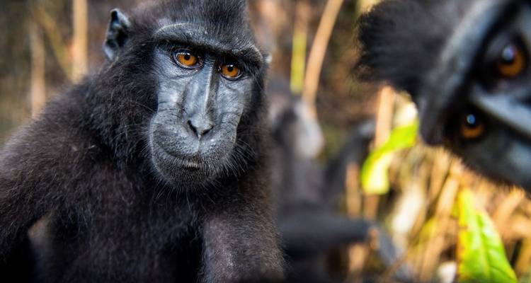 Nahaufnahme eines schwarzen Affen im Wald, mit ausdrucksstarken Augen.