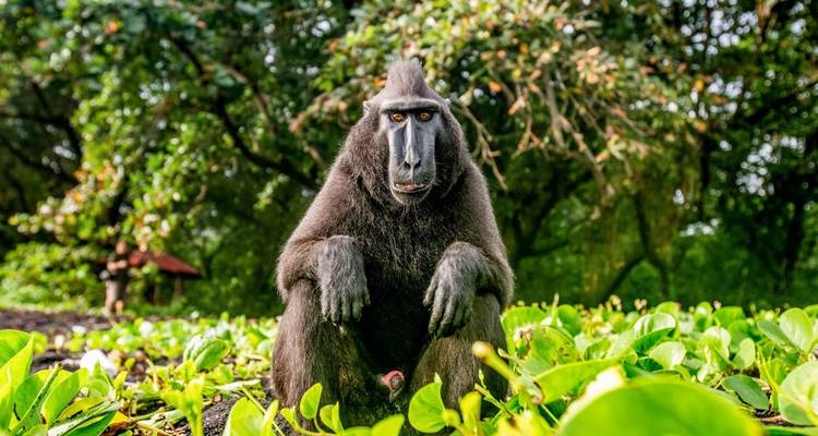 Schwarzer Affe sitzt zwischen üppigem Laub.