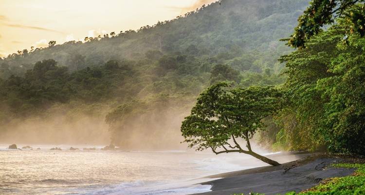 Sonnenbeschienener Strand mit sich neigendem Baum und üppigen Hügeln.