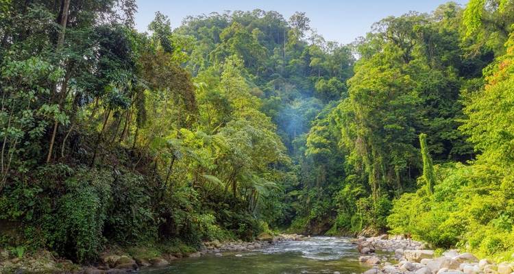 Üppige Dschungellandschaft mit einem Fluss, der hindurchfließt.