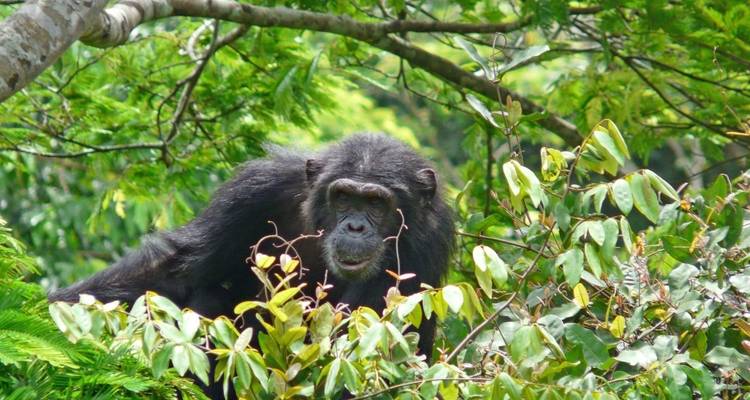 The Volcanoes of the Virunga Mountains, Gorillas and along Lake Kivu - DIAMIR Erlebnisreisen 5