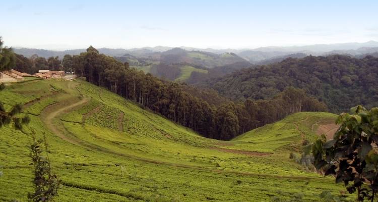The Volcanoes of the Virunga Mountains, Gorillas and along Lake Kivu - DIAMIR Erlebnisreisen 6