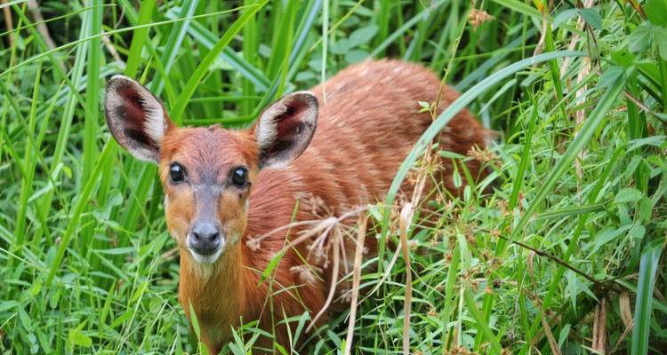 Paraíso animal entre la selva y el mar - DIAMIR Erlebnisreisen 3