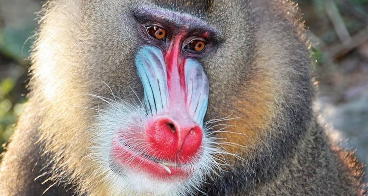 Paraíso animal entre la selva y el mar - DIAMIR Erlebnisreisen 4