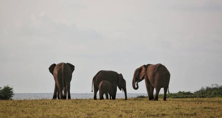 Paraíso animal entre la selva y el mar - DIAMIR Erlebnisreisen 7
