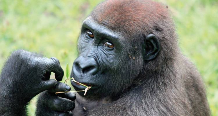 Paraíso animal entre la selva y el mar - DIAMIR Erlebnisreisen 9