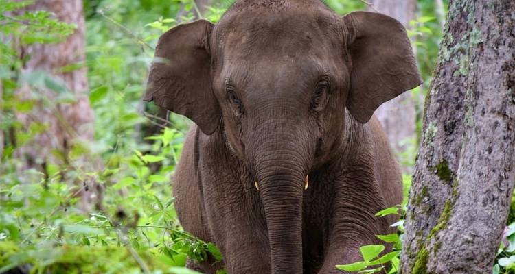 Jungle Book Siam - DIAMIR Erlebnisreisen 1
