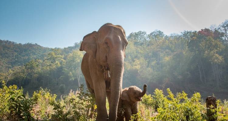Jungle Book Siam - DIAMIR Erlebnisreisen 4
