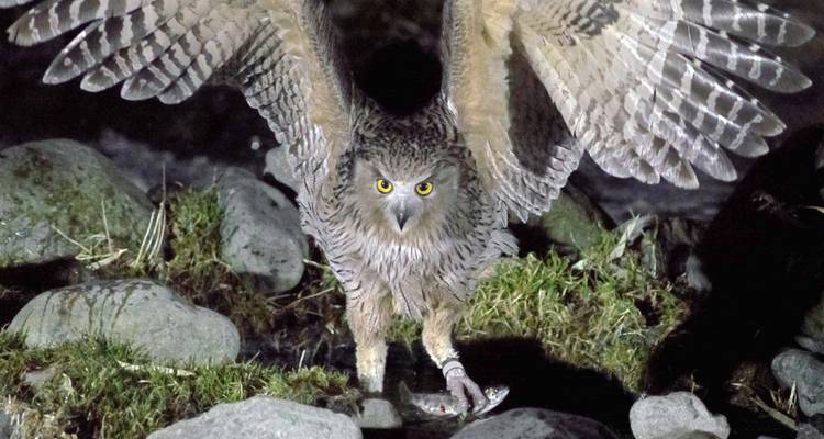 Voyage photo estival à Hokkaido à la rencontre des orques, des ours et des grues - DIAMIR Erlebnisreisen 9