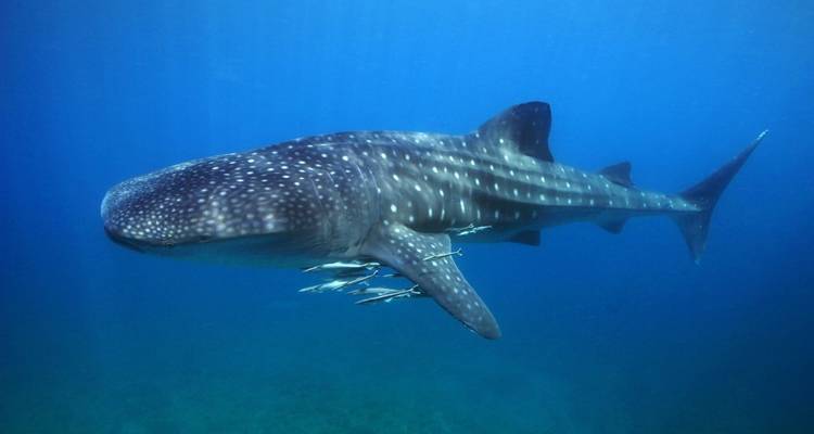 Tiburones ballena, volcanes y aventuras en islas - DIAMIR Erlebnisreisen 1