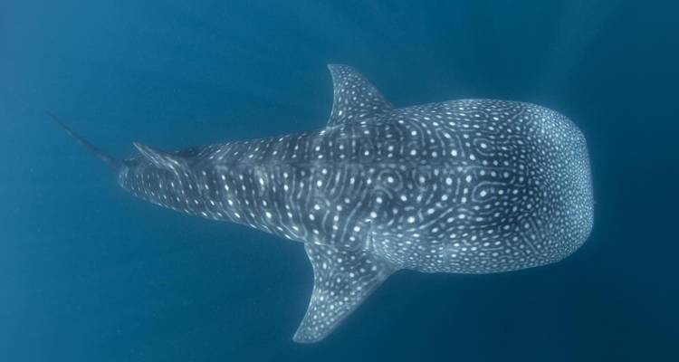 Tiburones ballena, volcanes y aventuras en islas - DIAMIR Erlebnisreisen 9