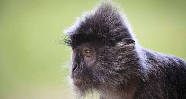 Entre selvas tropicales, orangutanes y comida callejera - DIAMIR Erlebnisreisen 1