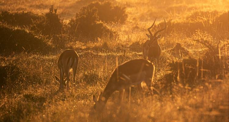 Elefantes en el Kilimanjaro y tortugas en el océano Índico - DIAMIR Erlebnisreisen 1