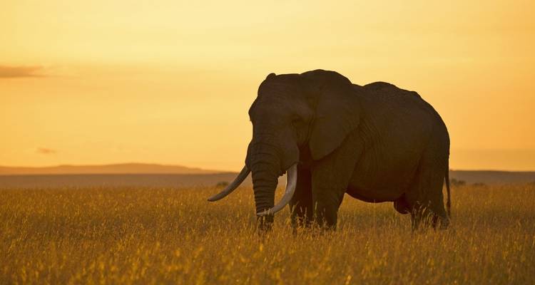 Elefantes en el Kilimanjaro y tortugas en el océano Índico - DIAMIR Erlebnisreisen 4