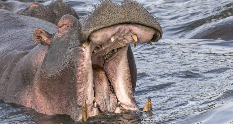Elefantes en el Kilimanjaro y tortugas en el océano Índico - DIAMIR Erlebnisreisen 7