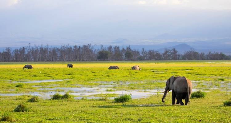 Elefantes en el Kilimanjaro y tortugas en el océano Índico - DIAMIR Erlebnisreisen 8