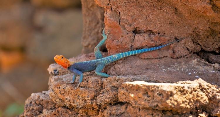Elefantes en el Kilimanjaro y tortugas en el océano Índico - DIAMIR Erlebnisreisen 10