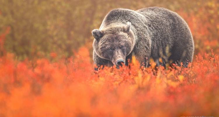 Ours parmi le feuillage d'automne éclatant.