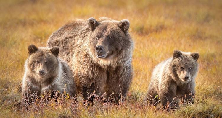 Mère ours avec ses oursons dans un champ.