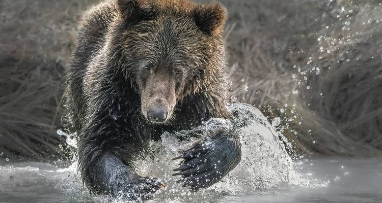 Ours qui éclabousse dans l'eau.