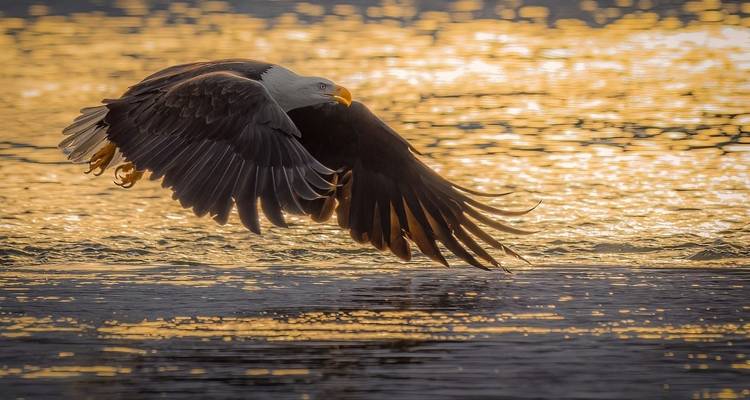Aigle volant bas au-dessus de l'eau au coucher du soleil.