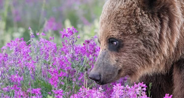 Ours reniflant des fleurs violettes.