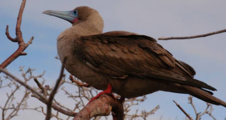 Island Hopping Galápagos - avenTOURa 6