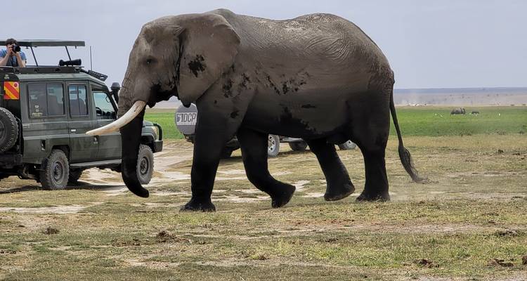 Tu safari africano - Holiday Destination Safaris 1