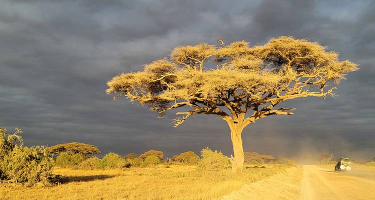 Tu safari africano - Holiday Destination Safaris 2