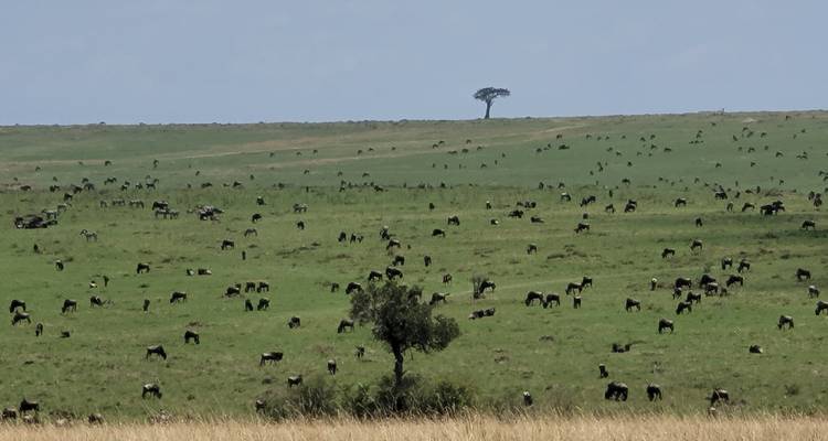 Tu safari africano - Holiday Destination Safaris 3