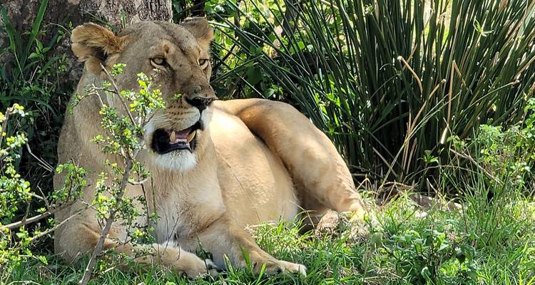 Tu safari africano - Holiday Destination Safaris 4