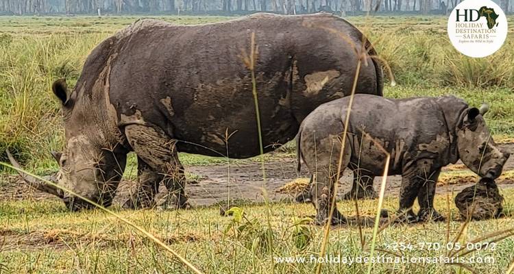 Rinocerontes pastando en un campo de hierba con una superposición de marca de agua.