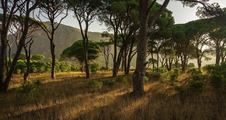 7 Days Skiathos, Alonissos and Skopelos from Athens - Remaz Tours GmbH 4