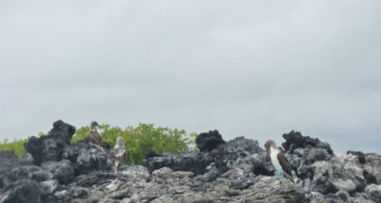 Island Hopping Galápagos - avenTOURa 1