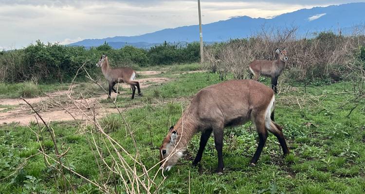 20 días de vacaciones en Uganda y Ruanda - Primate World Safaris (U) Ltd 8