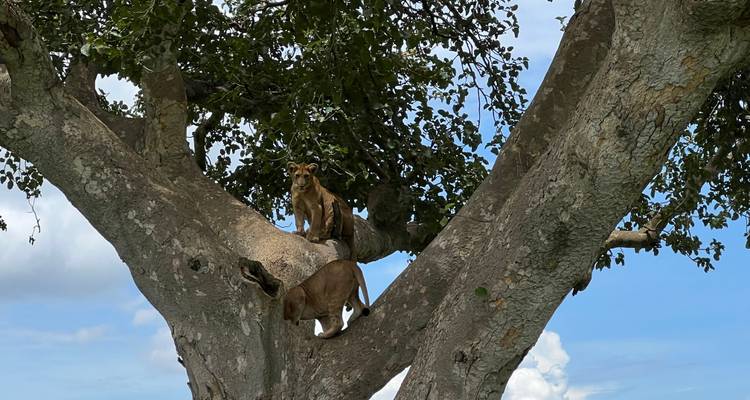 20 días de vacaciones en Uganda y Ruanda - Primate World Safaris (U) Ltd 9