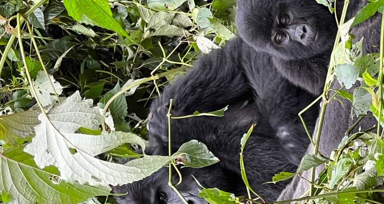 20 días de vacaciones en Uganda y Ruanda - Primate World Safaris (U) Ltd 10