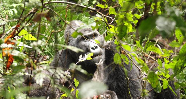 20 días de Gran Safari por África Oriental - Primate World Safaris (U) Ltd 3