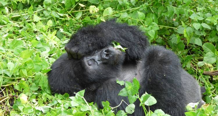 20 días de Gran Safari por África Oriental - Primate World Safaris (U) Ltd 6