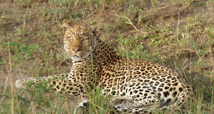 20 días de Gran Safari por África Oriental - Primate World Safaris (U) Ltd 7