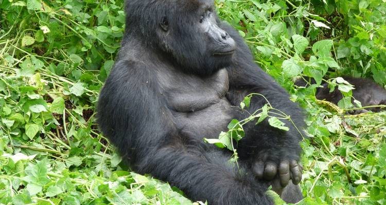 20 días de Gran Safari por África Oriental - Primate World Safaris (U) Ltd 8